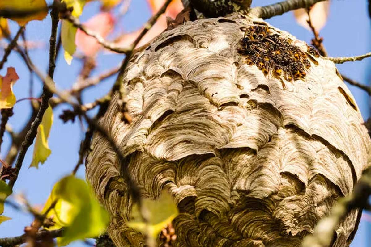 Mobilize Against Asian Hornets: Easy Trap for Bee Protection